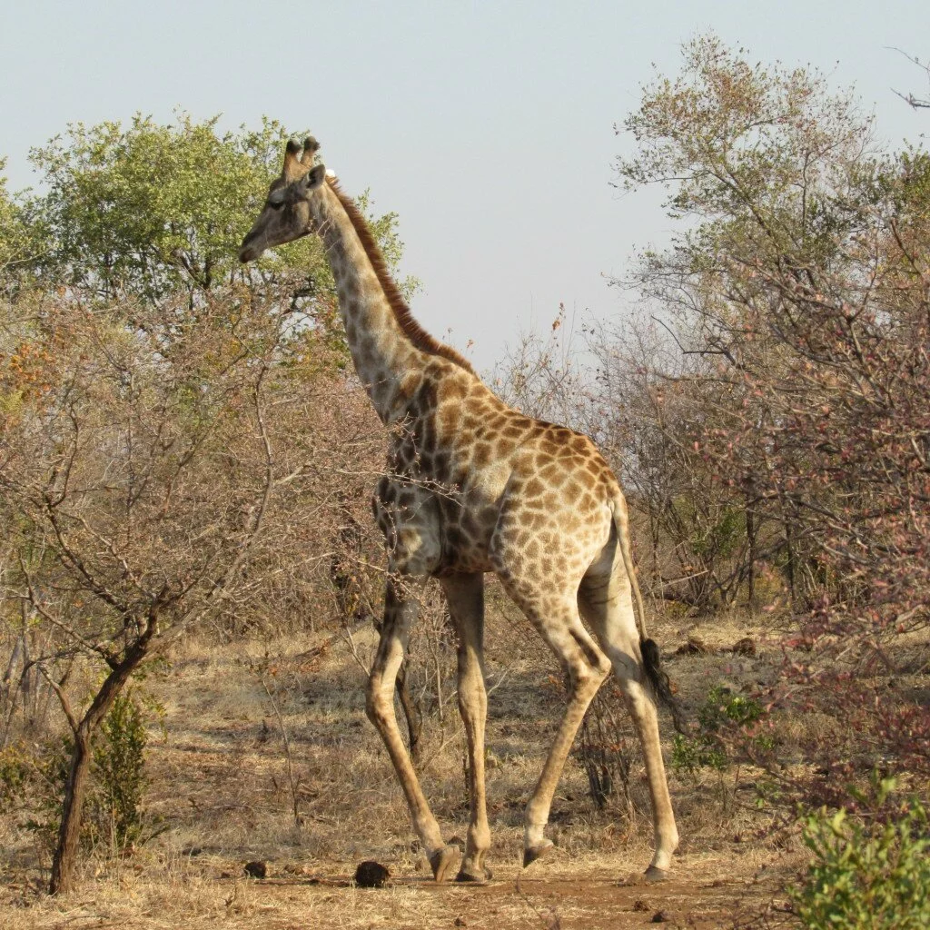giraffe safari victoria falls africa zimbabwe