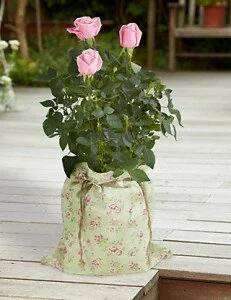 Flowers Delivered - Mum in a Million Rose £20